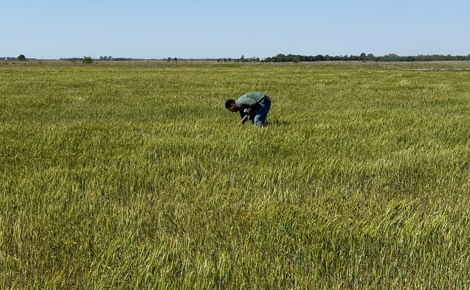 Annual Winter Wheat Tour Provides Direct Field Insights for USW Staff and Global Customers