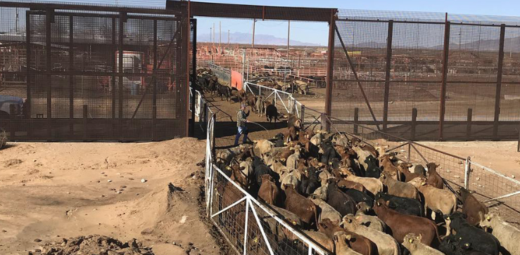 Market Experts Consider Mexican Cattle Imports and Border Impacts on US Cattle Supply