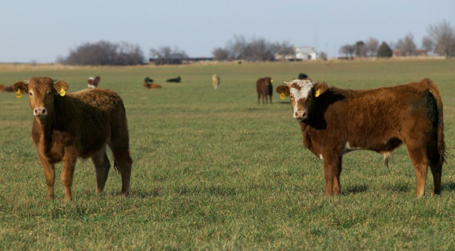Cow Calf Corner: Timing Bermudagrass Turnout for Maximum Summer Production