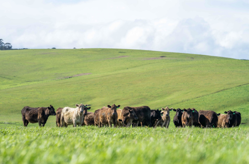 Don Close Says Drought High Cost of Money Still Delaying U.S. Beef Herd Rebuild
