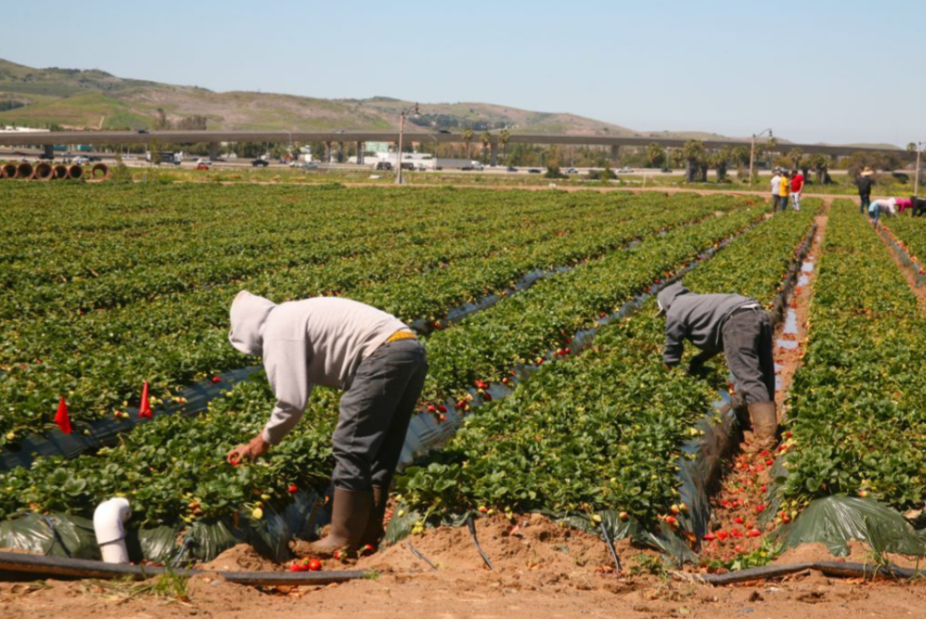 Samantha Ayoub on Specialty Crop Labor: “A Stable Workforce Is Critical to Our Food Supply”