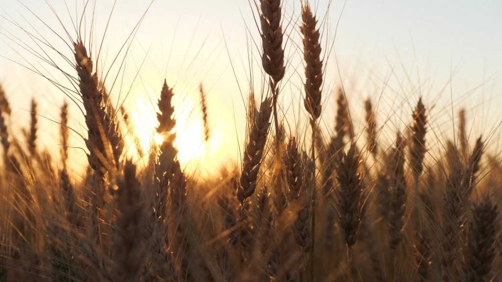 Lowest Hard Red Winter Wheat Production Since 1957 Highlighted in Latest WASDE Report