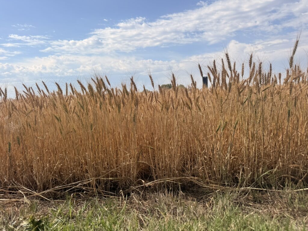 Analyzing the Resilience of the Wheat Crop: Key Findings from the Harvest