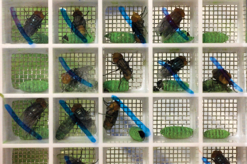 Sterile flies to combat the New World Screwworm