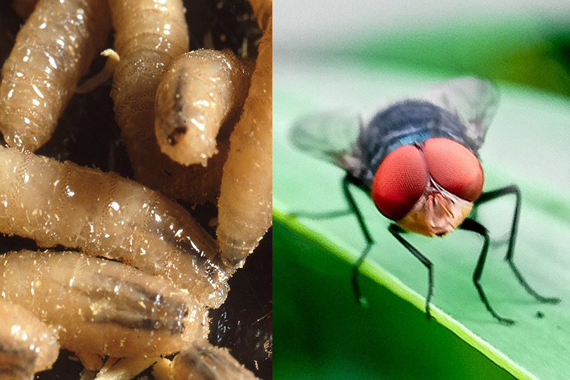 New World Screwworm Fly and larvae