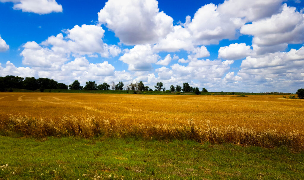 OSU's Todd Hubbs says Favorable Weather and Heavy Supplies Stifle Grain Markets
