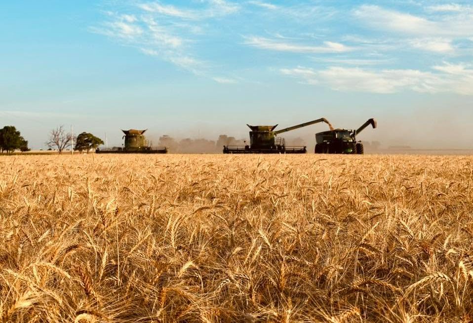 Oklahoma Wheat Harvest 90% complete, Amid Drought Recovery and Rain Challenges