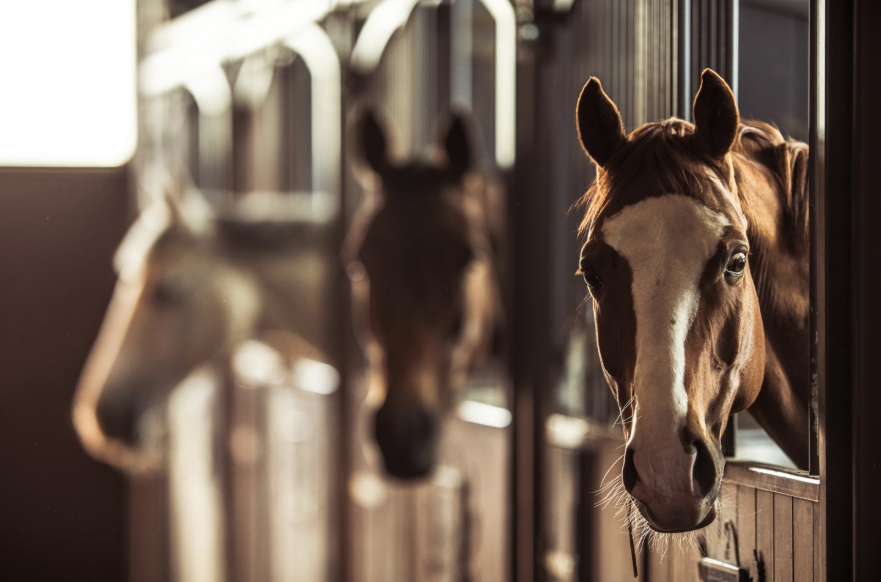 OSU RAISE Online Course Helps Horse Owners Better Understand Equine Behavior and Welfare