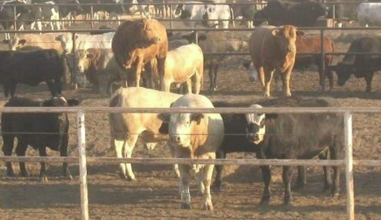 Dr. Derrell Peel: Cattle on Feed Numbers Rise as Feedlots Hold Cattle Longer