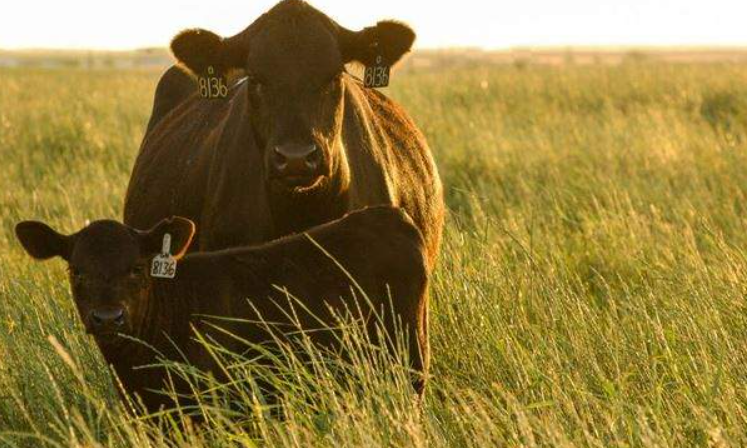 Days on Feed Growing Longer- Tyler Cozzins With LMIC Says Leading to Heavier Carcass Weights