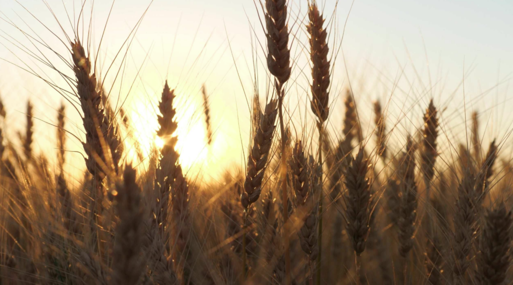 Crop Progress: Wheat Harvest Wraps Up in Oklahoma While Pasture Conditions Slip
