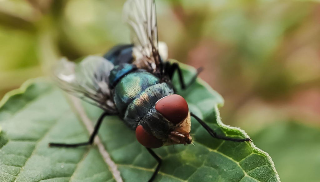 USDA Officials Refute Border Rumors, Say Screwworm Still 25 Miles from Texas