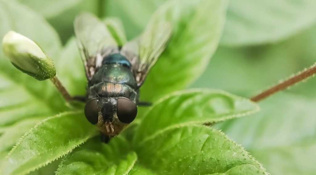 New World Screwworm Response: Texas State Veterinarian Dr. Bud Dinges Details Quarantine, Surveillance Efforts, and Producer Action Steps