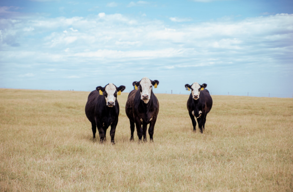 Oklahoma’s New World Screwworm Planning Aims to Protect Producers and Keep Markets Moving