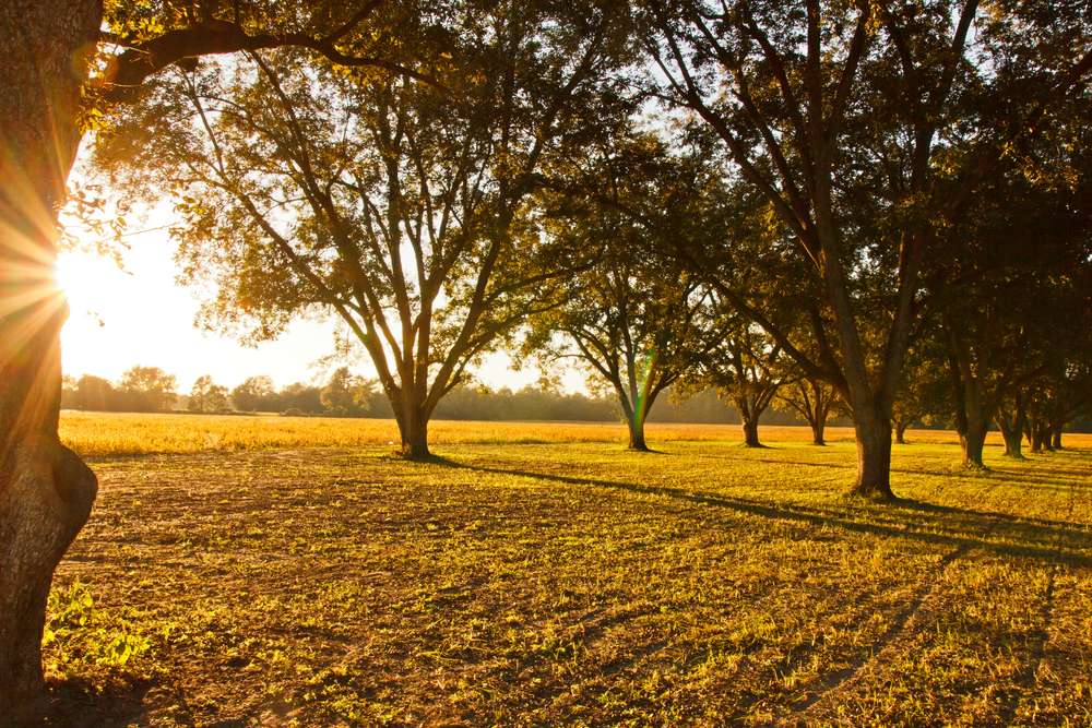 USDA Expands Funding and Extends Deadline for Specialty Crop Farmers Program