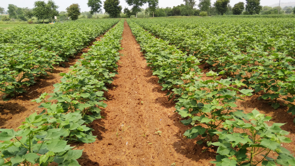 Essential Guide to Early Season Cotton Management: Crop Progress and Key Considerations