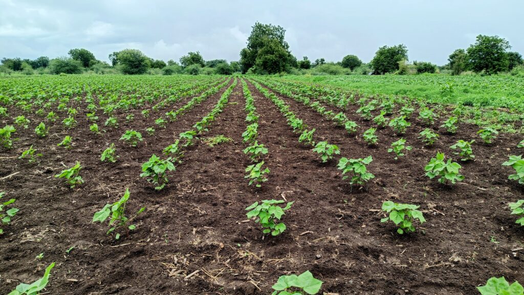 USDA June Acreage Report Reveals Shifting Crop Intentions Across Oklahoma, Kansas, and Texas