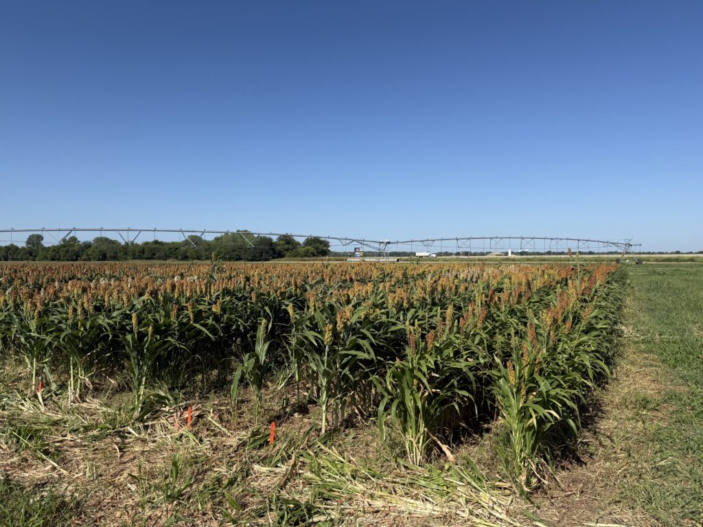 OSU Extension Pathologist Dr. Maira Duffeck Shares knowledge on Diseases for Corn and Sorghum