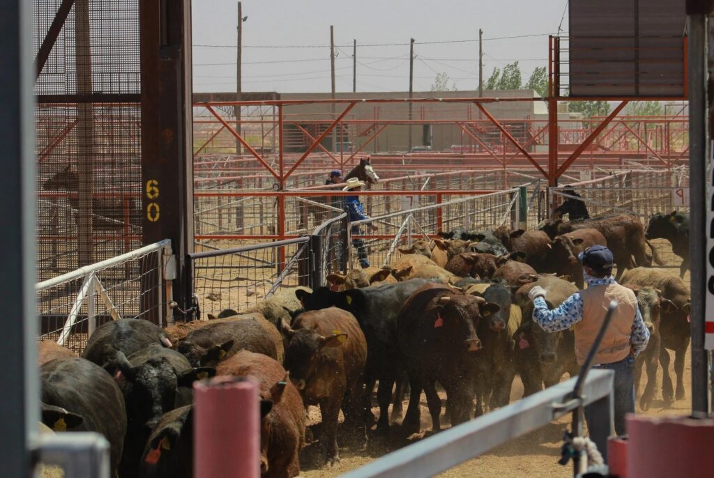 USDA to Allow Resumption of Mexican Feeder Cattle Imports in August- Beef & Cattle Groups Cheer