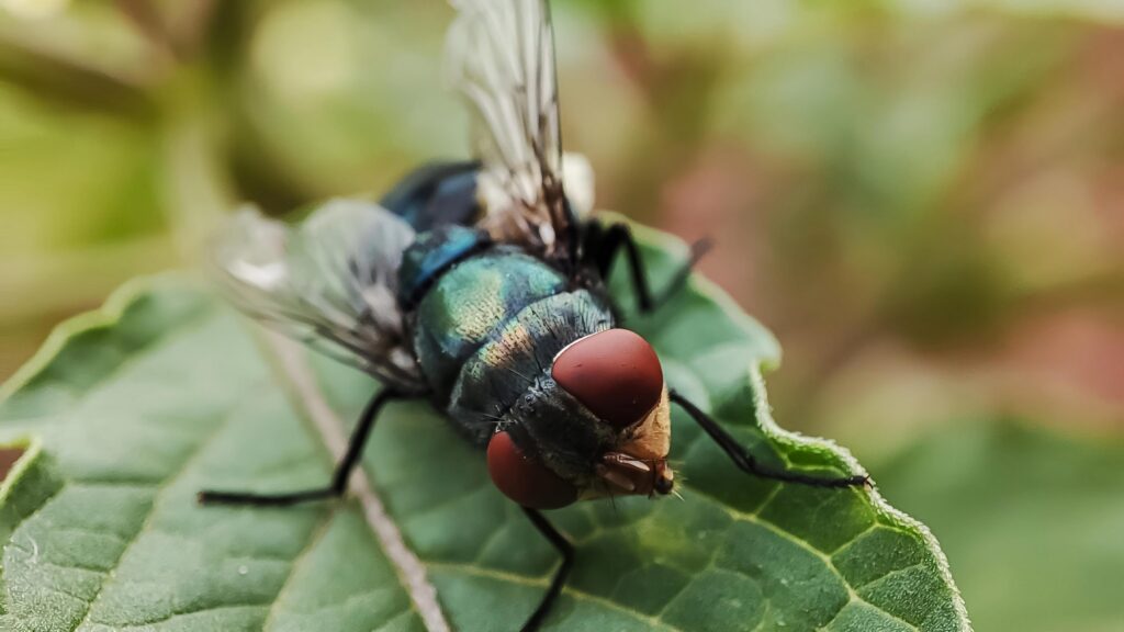 Millions Available to Fight New World Screwworm