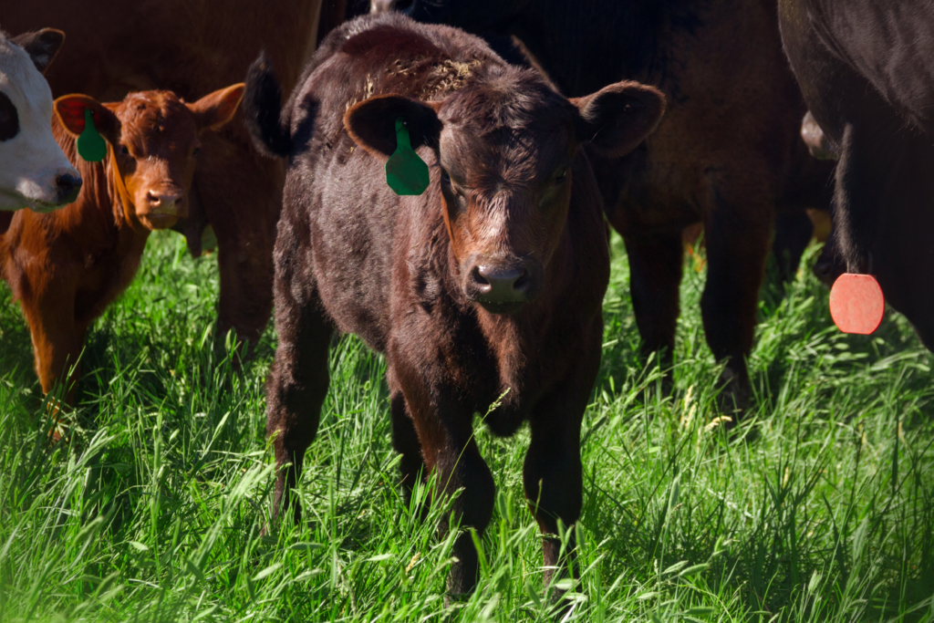 AFT Hoping to Develop Beef Grazing Network That Allows Producers to Learn From One Another