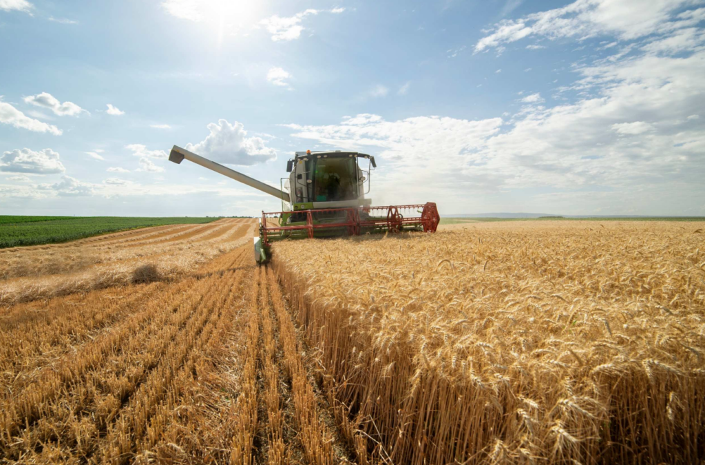 Crop Production Report Lowers Oklahoma Wheat Production Forecast