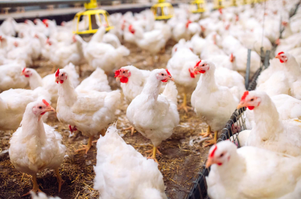 Poultry Companies and State of Oklahoma Agree to Deal Ending 21 Year Litigation