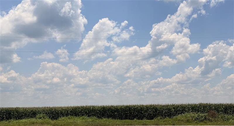Crop Progess: Corn Holds Strong as Soybeans, Cotton and Pastures Continue to Struggle