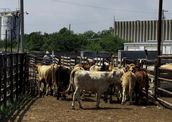 Oklahoma Cattle Market Holds Strong Despite Futures Volatility