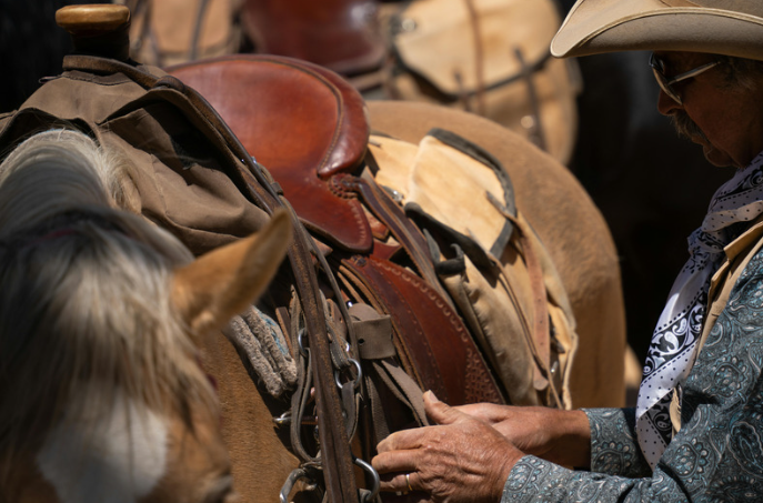 Livestock Chiropractic Care Helps Improve Animal Health and Performance, Says Dr. Lacey Hoel