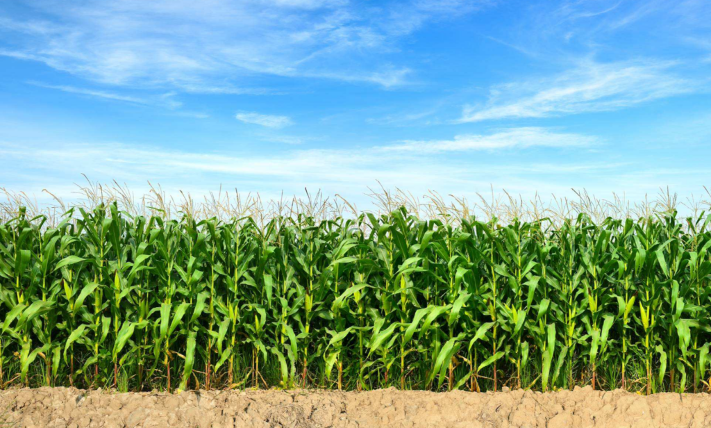 Dr. Todd Hubbs Says Strong Prices Create Marketing Opportunities
