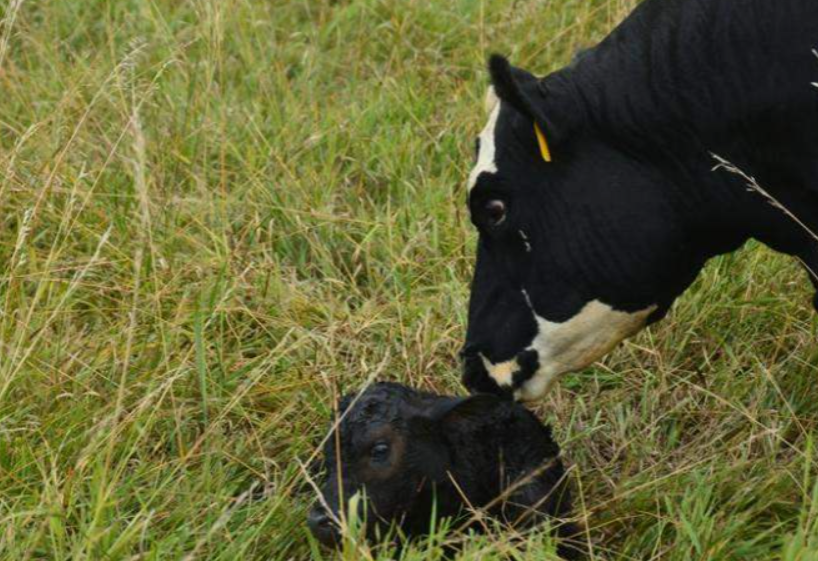 Don Close Says Strong Cattle Prices Bring Bigger Risks, Hints of Herd Expansion