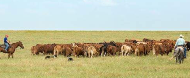 Troy Shelby Urges Vigilance as Cattle Industry Battles New World Screwworm and Asian Longhorn Tick