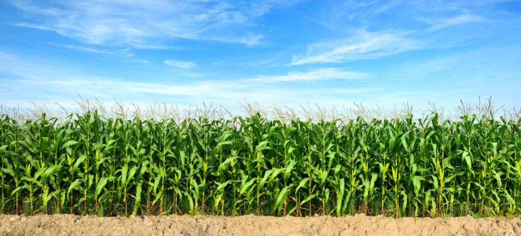 Crop Progress: Corn Advances While Pasture Conditions Slip