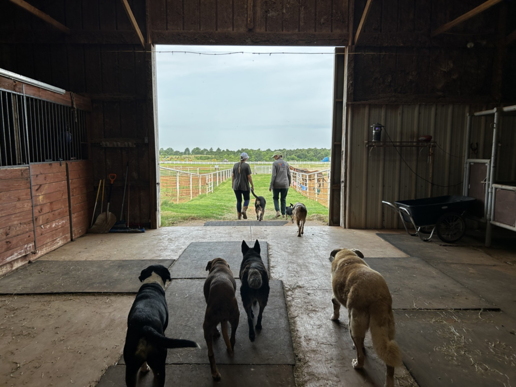 Horse and Hound Rescue Gives Thoroughbred Racehorses a Second Chance Through Aftercare and Adoption