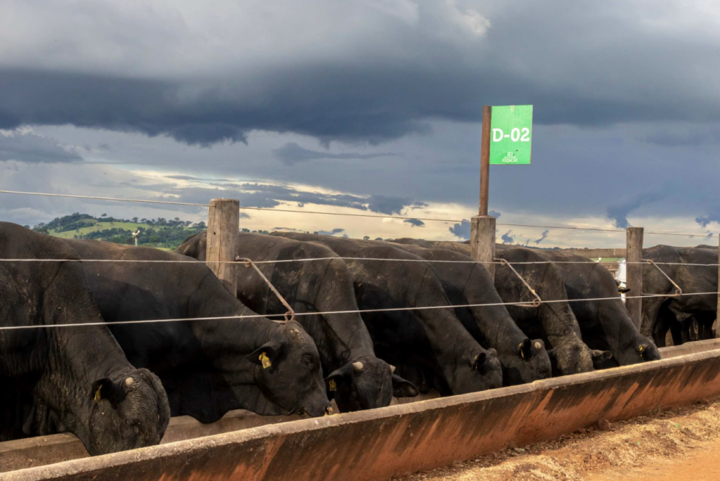 OSU’s Mark Johnson on Bovine Congestive Heart Failure and Its Growing Impact on Feedlots