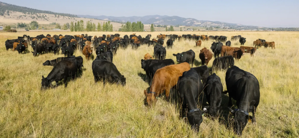 Beef Pro Helps Producers Maximize Forage and Improve Grazing Decisions