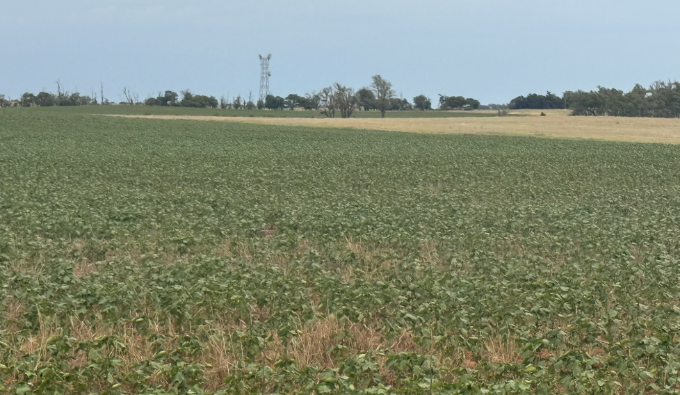 Oklahoma Cotton Crop Facing Drastic Variations in Field Conditions as Planting Acreage Rises