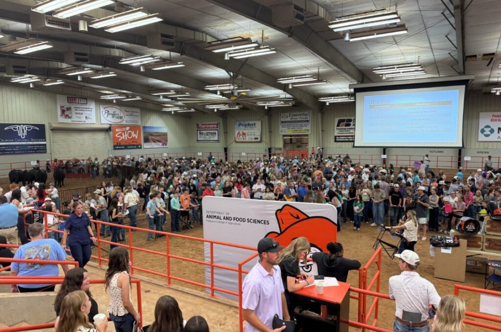 Big 3 Field Days Showcase Youth Development and Livestock Judging Challenges