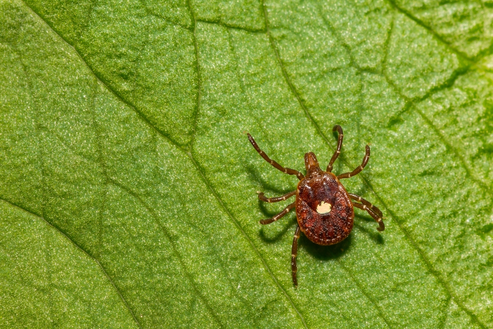 Navigating Tick Season: Expert Insights on Population Spurt and the Rise of Alpha-Gal Syndrome