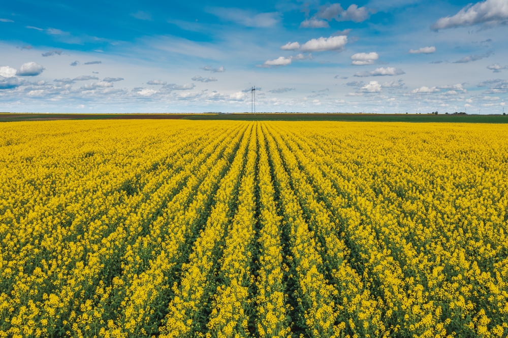 Unlocking Key Trends: Dr. Todd Hubbs on Surging Oklahoma Soybean Acreage, Volatile Grain Markets, and the Return of Canola