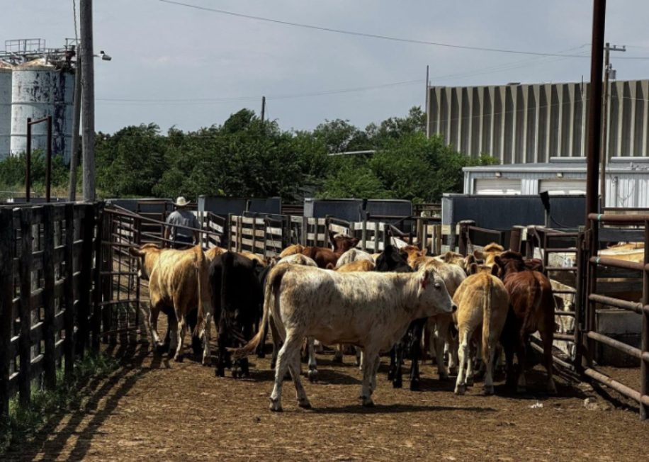 Ben Hale: Optimism Returns to Cattle Market Despite Heat