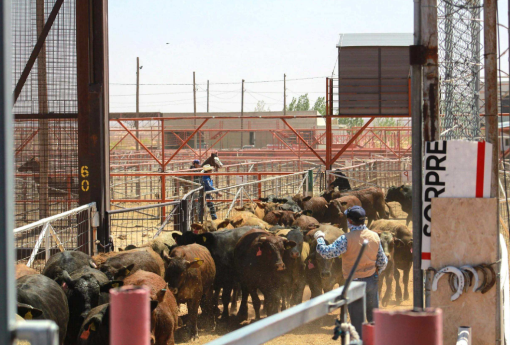 USDA Plans Phased Reopening of Mexican Cattle Imports