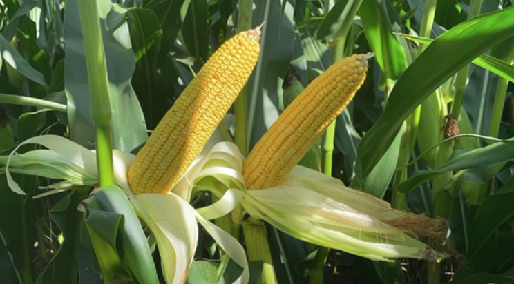 Crop Progress: Drought Pressures  Crops and Pastures