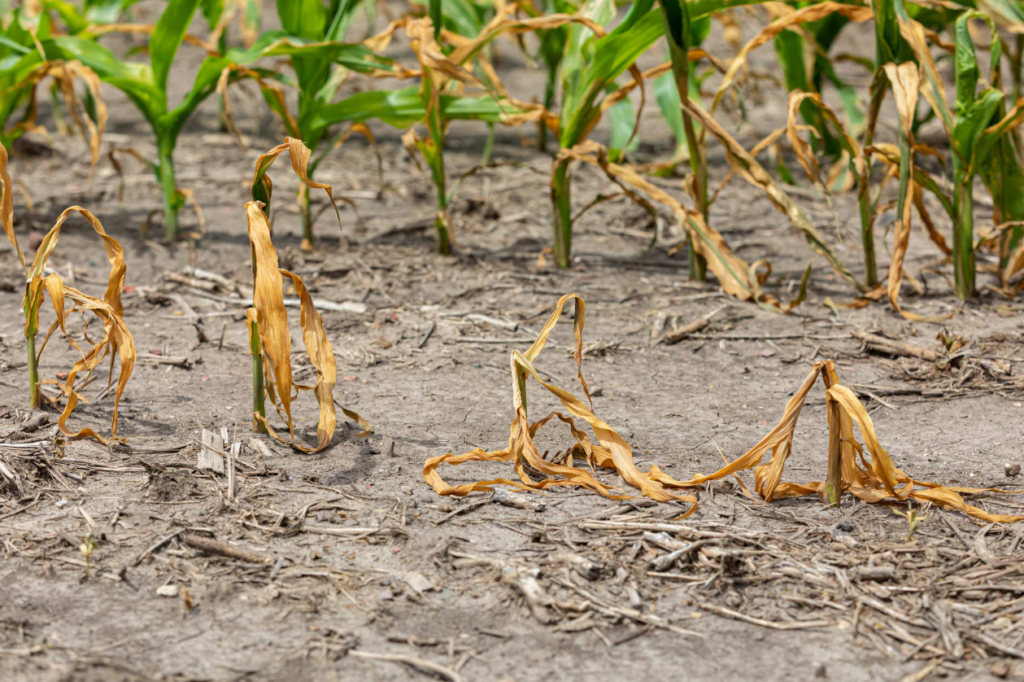 Crop Progress: Oklahoma Pasture Conditions Plunge as Drought Persists