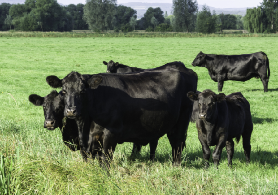 cattle on grass
