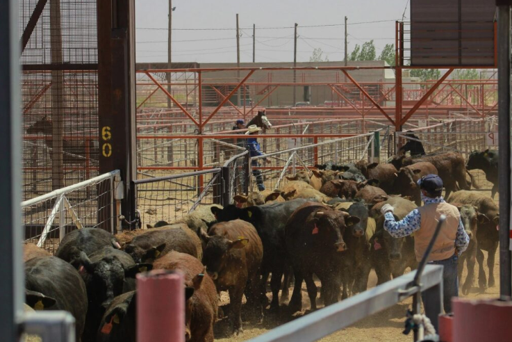 cattle crossing border