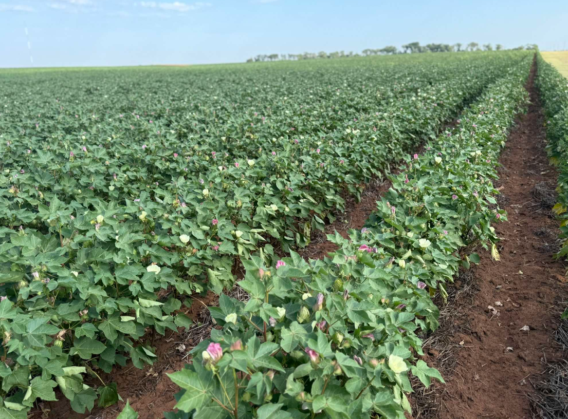 Excellent Week Crop Progress: Oklahoma Pastures Continue to Decline as Crop Conditions ...