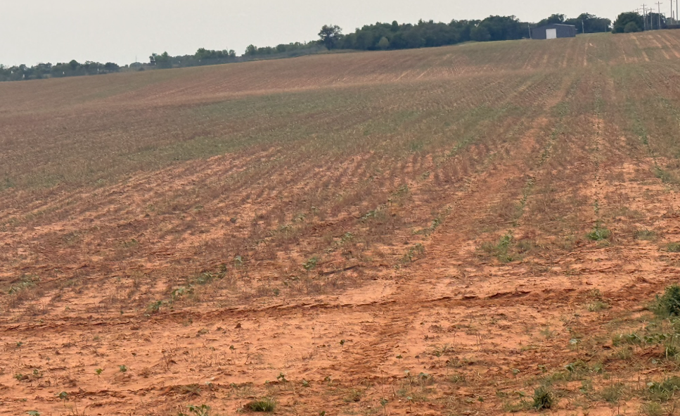 Oklahoma Cotton Crop Face Heat and Drought Stress