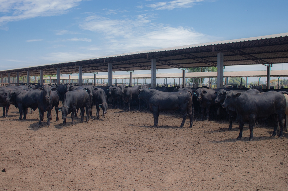 Managing Feedlot Heat Stress Mitigation to Prevent Cattle Losses Across the Plains